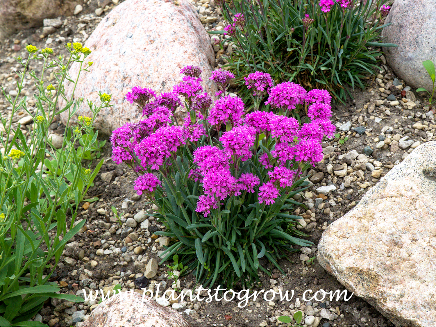 Arctic Campion (Silene suecica)